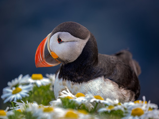 Паффин в ромашках