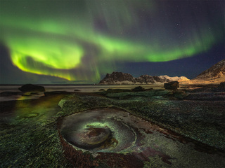 Арктическое авокадо