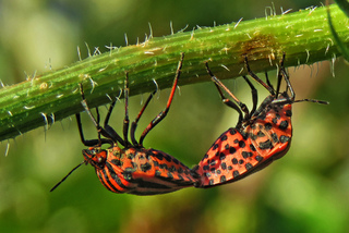 Natural connection 3