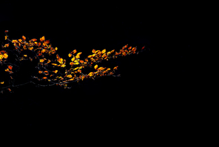 Золото осені І