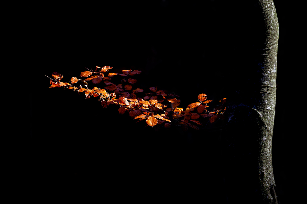 Золото осені ІІ