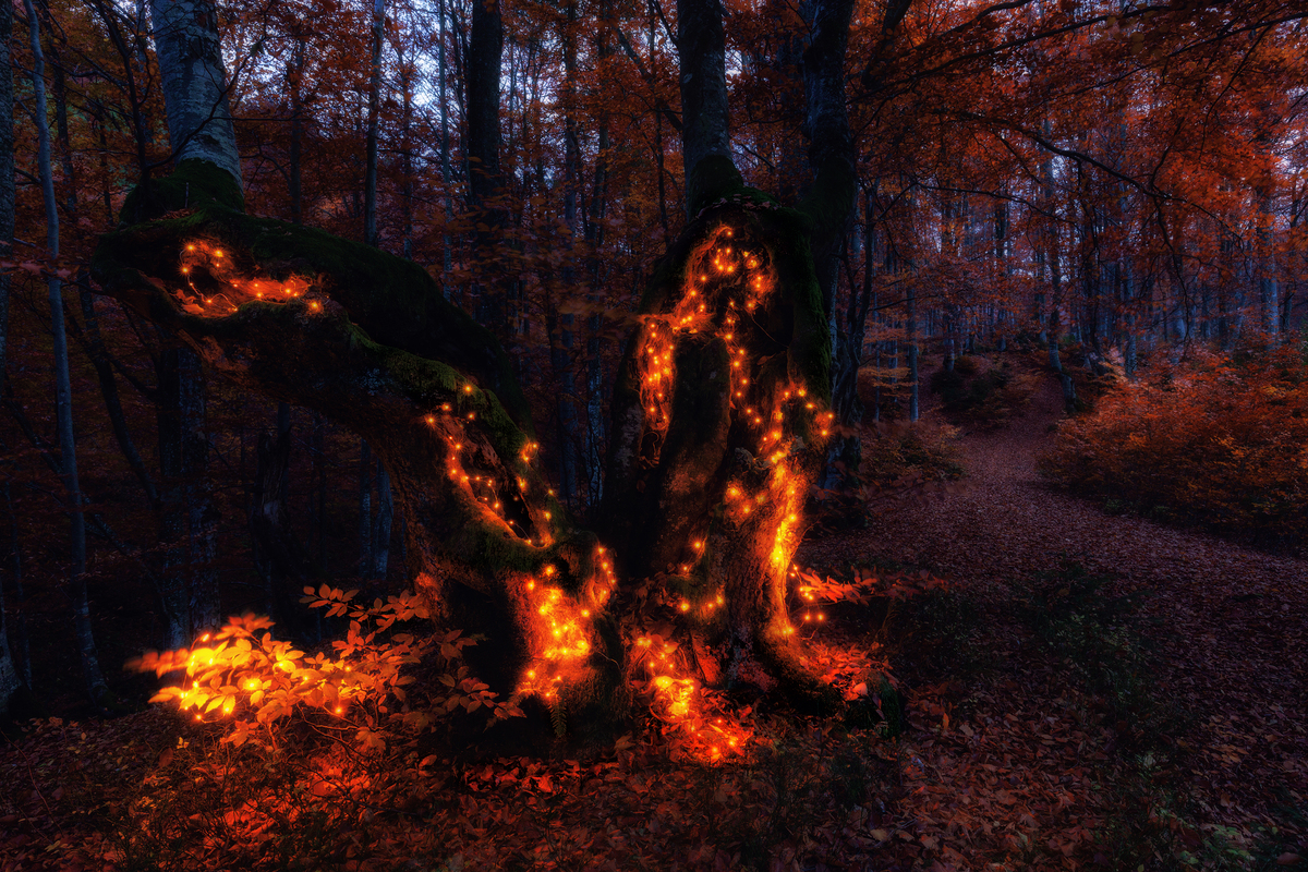 Магія осіннього лісу