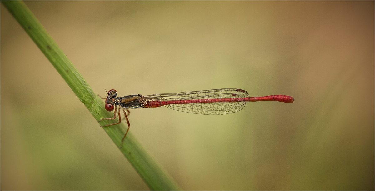 Red damselfly