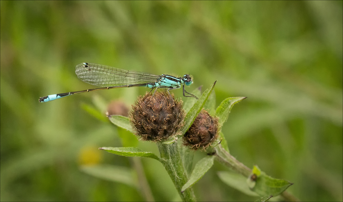 Blue damselfly resting