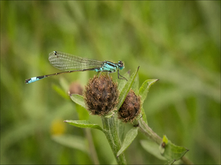 Blue damselfly resting