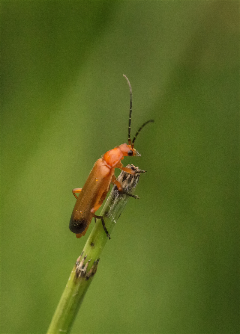 Soldier beetle on stalk