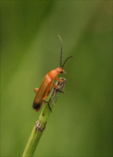 Soldier beetle on stalk