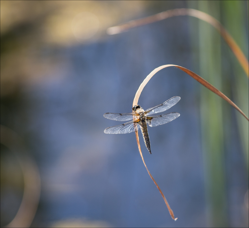 Four spotted Chaser