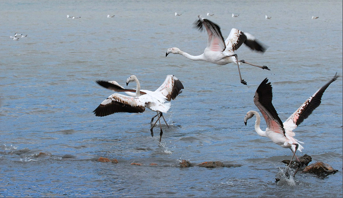 Flamingos in flight