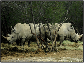 Rhinos