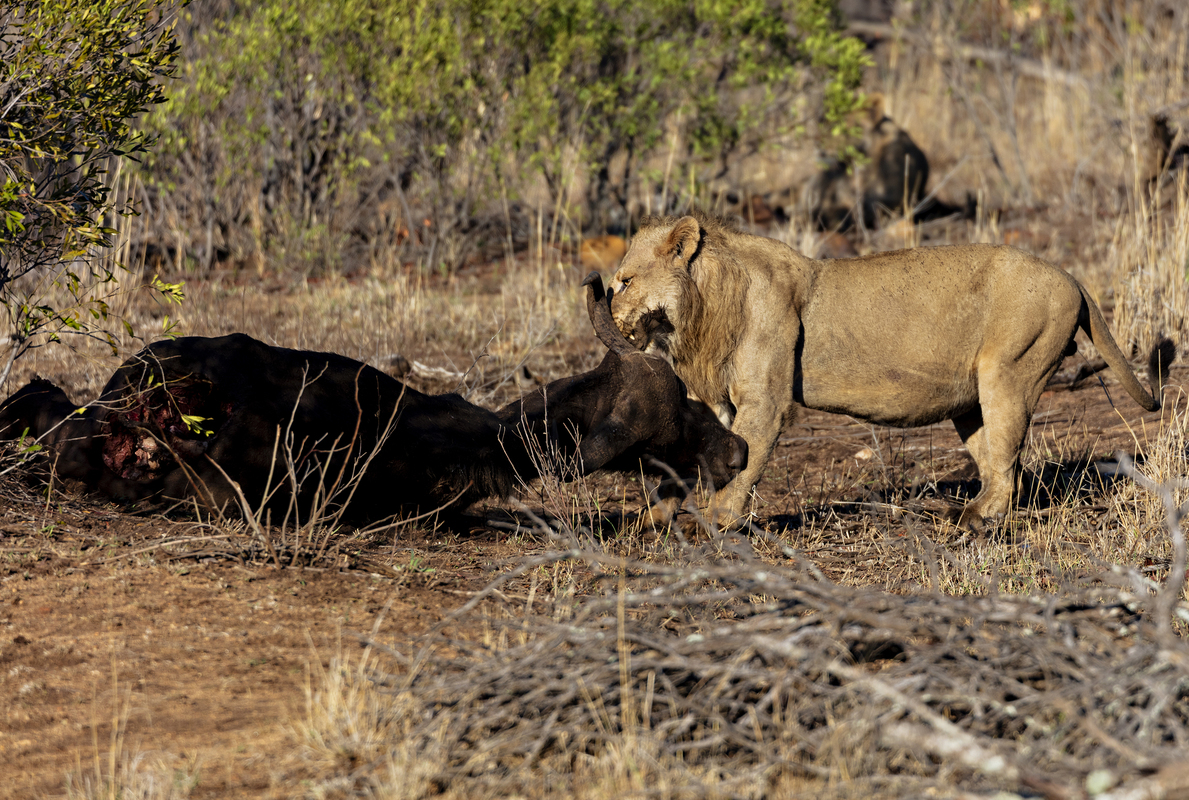 Lion and ex buffalo 361