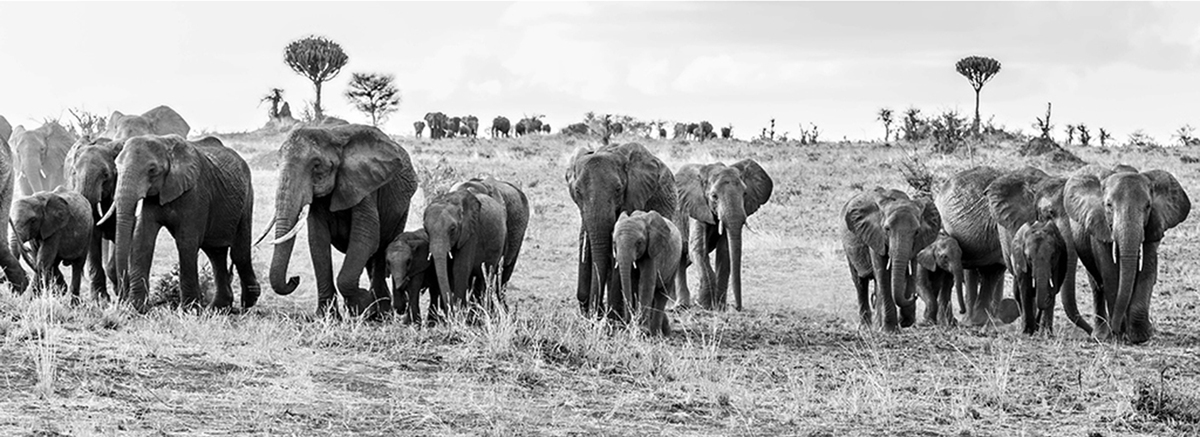 Elephant Highway Tanzania 5