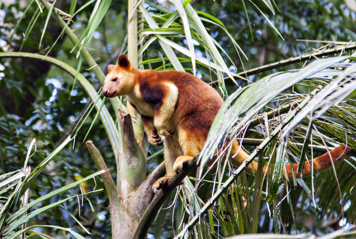 Tree Kangaroo 919