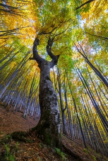 Вили диявола