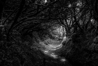 Казковий ліс