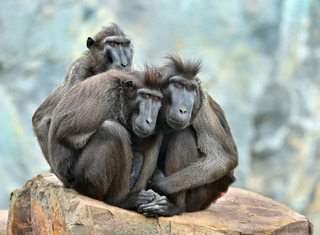 Aanstarenden kuifmakaken