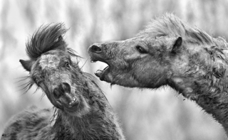 De confrontatie in ZwW