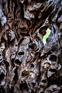 Nature artist- bark 1