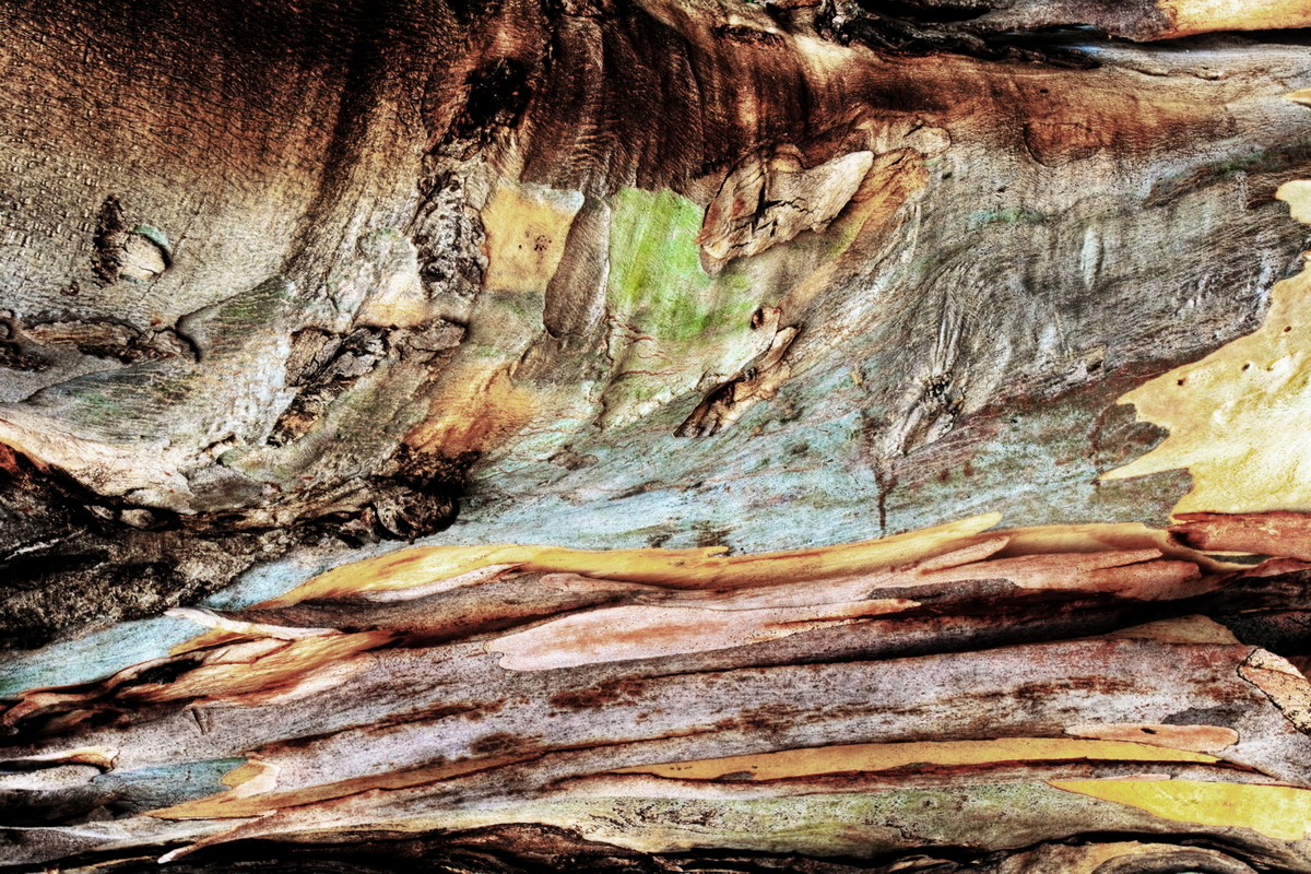 Nature artist- bark 2