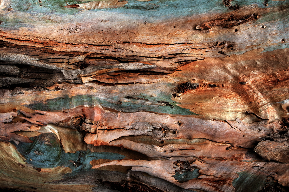Nature artist- bark 3