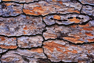 Nature artist- bark 4