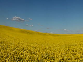 Квітуча Україна