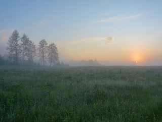 Лугові трави