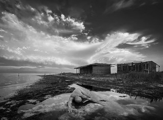 Обпалені дерева