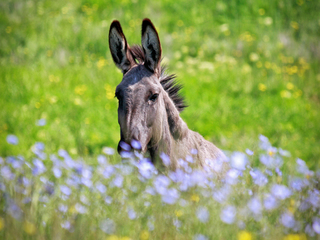 Сумний віслючок