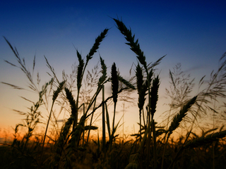 Новий урожай