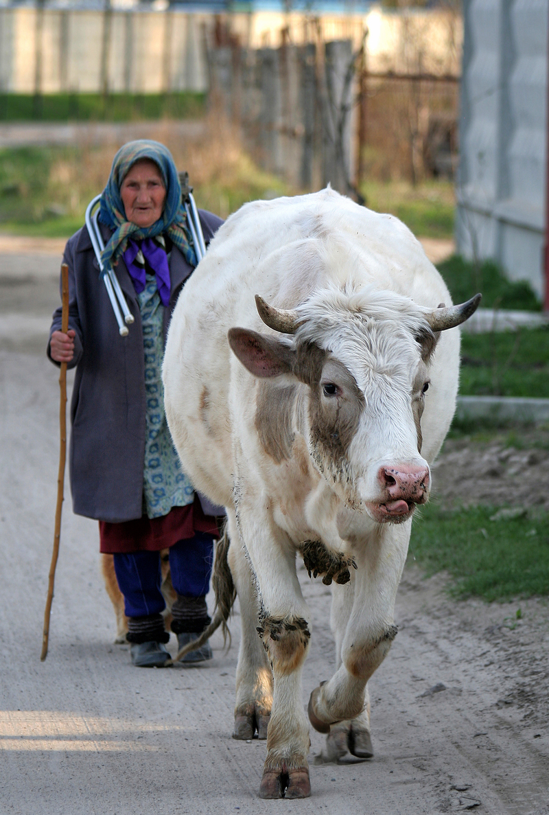Язиката корова