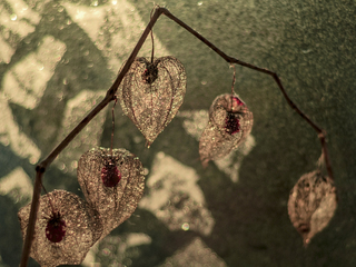 Старий фізаліс