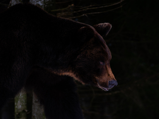 Володар Карпат