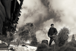 ...за сіном...