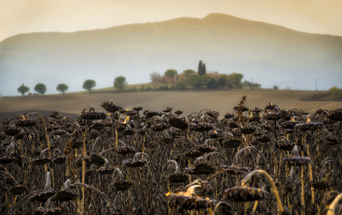 Подсолнухи