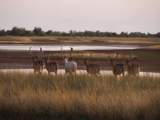 Уходящий табор