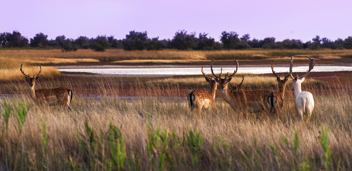Олені. Вечір