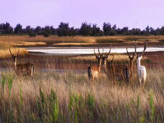 Олені. Вечір