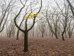 Останнє листя