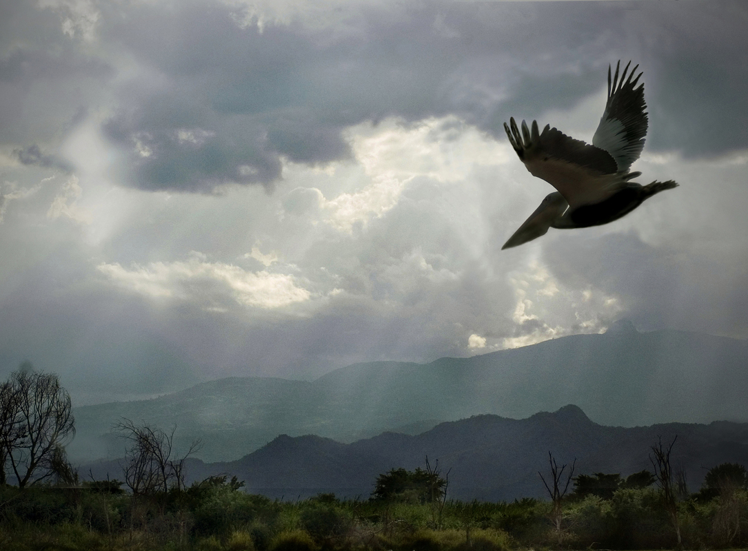 Пейзаж з летючим пеліканом