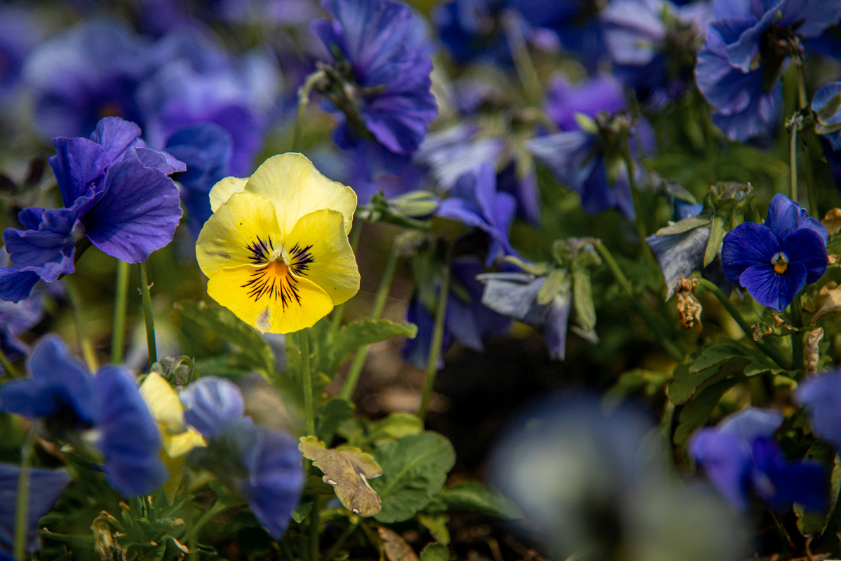 Один за всех