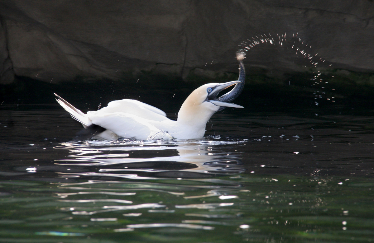 Смачний обід