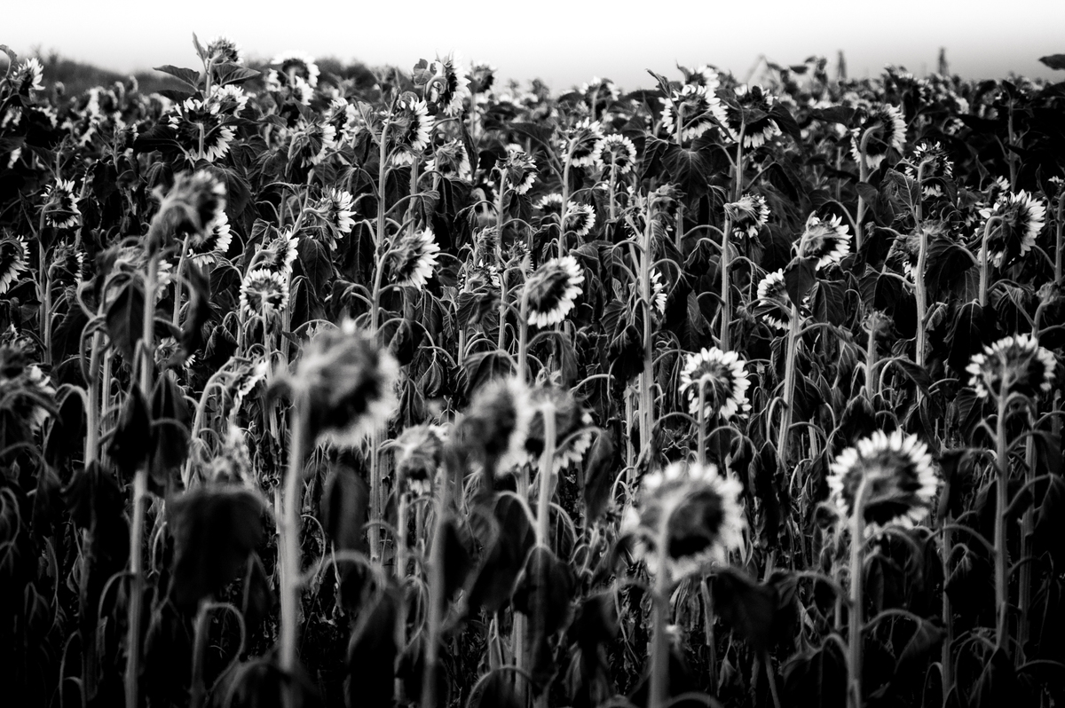 Склонивши головы