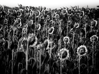 Склонивши головы