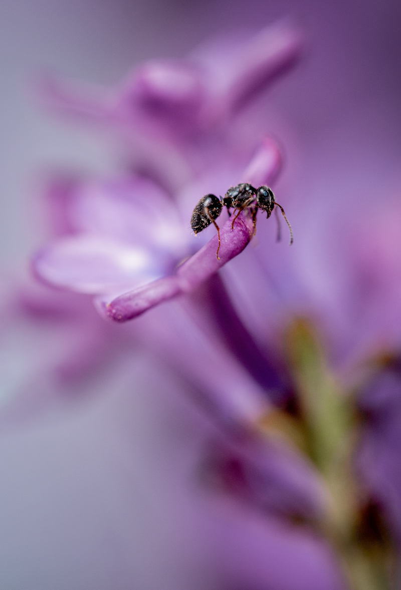 Муравьишка