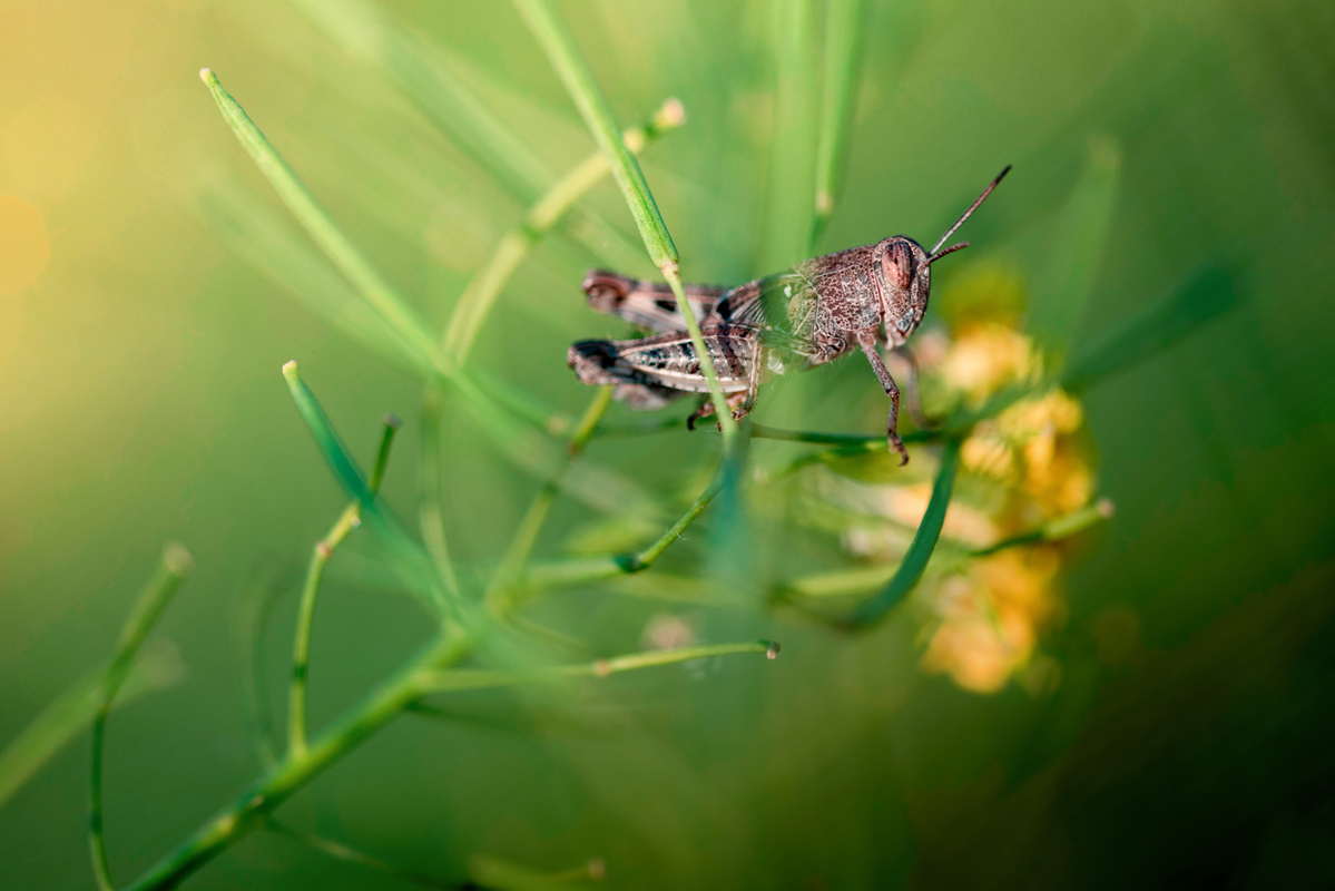 Солнечный кузнечик