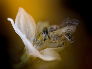 В поисках нектара