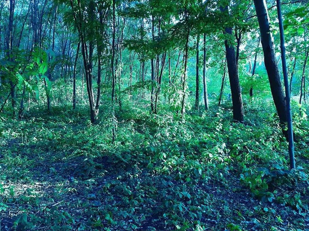 Тут заховалася лісова мавка