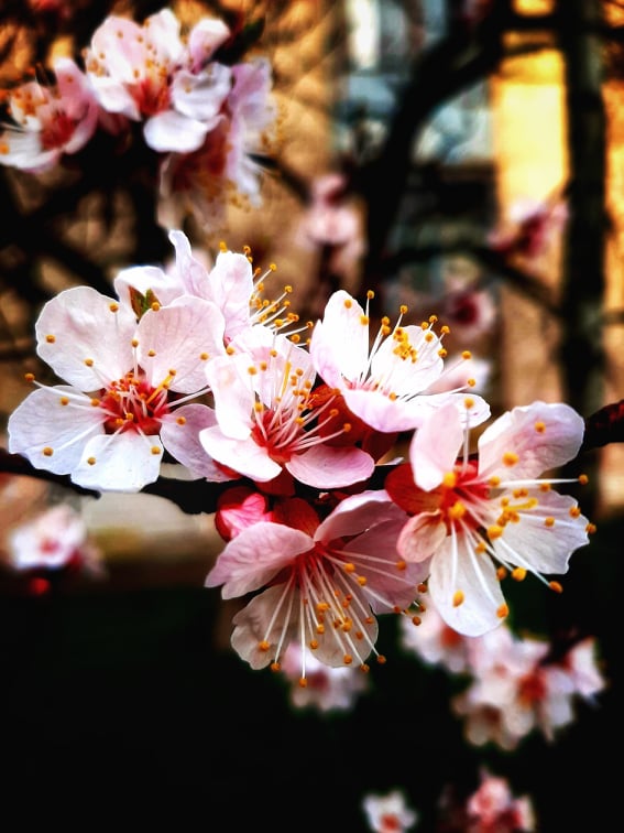 Дарунки природи