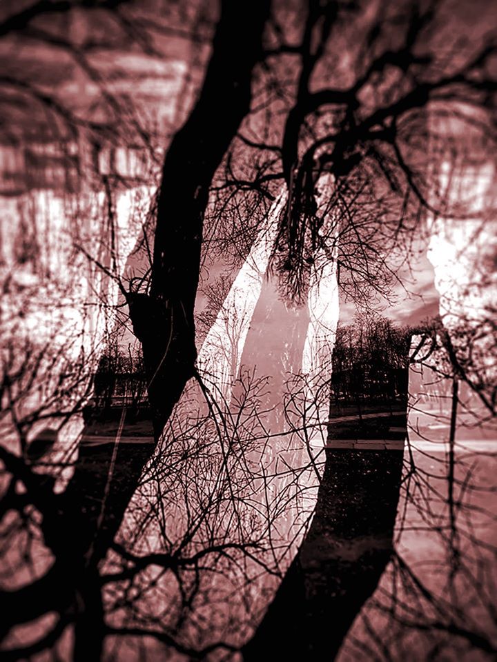 Літаючі дерева